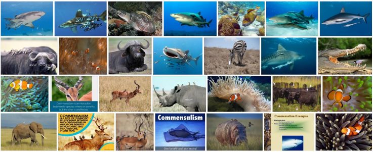 What is Commensalism